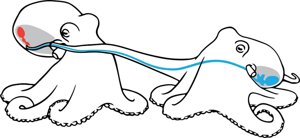 Muška hobotnica koristi „seksualnu ruku” koja 'okusi' hormon i vodi je do ženke u mraku