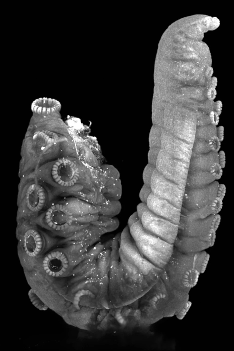 Muška hobotnica koristi „seksualnu ruku” koja 'okusi' hormon i vodi je do ženke u mraku