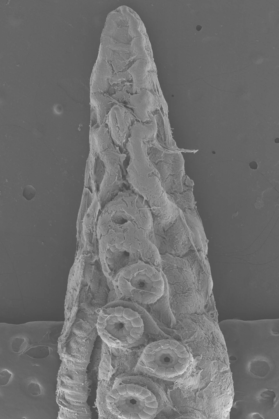 Muška hobotnica koristi „seksualnu ruku” koja 'okusi' hormon i vodi je do ženke u mraku