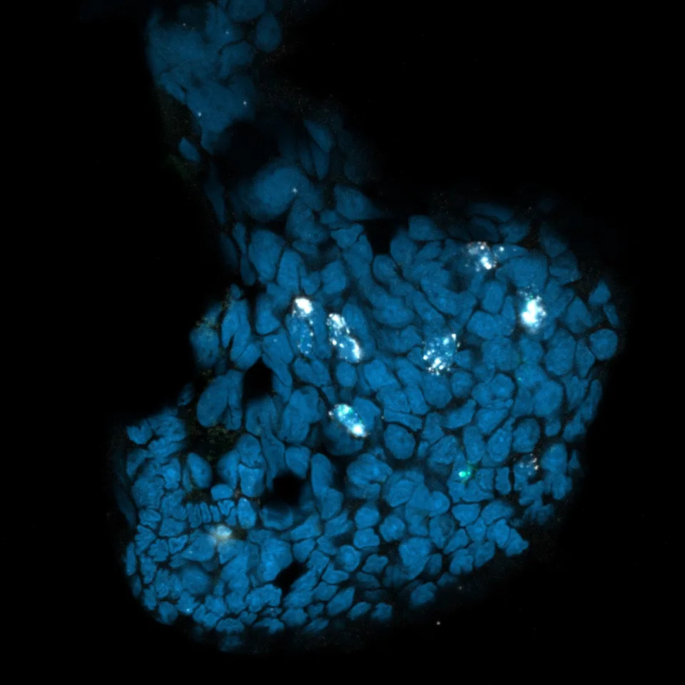 Muška hobotnica koristi „seksualnu ruku” koja 'okusi' hormon i vodi je do ženke u mraku