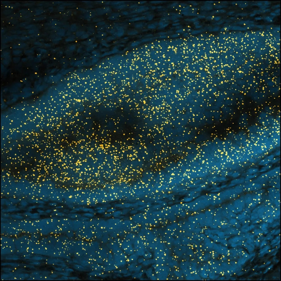 Muška hobotnica koristi „seksualnu ruku” koja 'okusi' hormon i vodi je do ženke u mraku