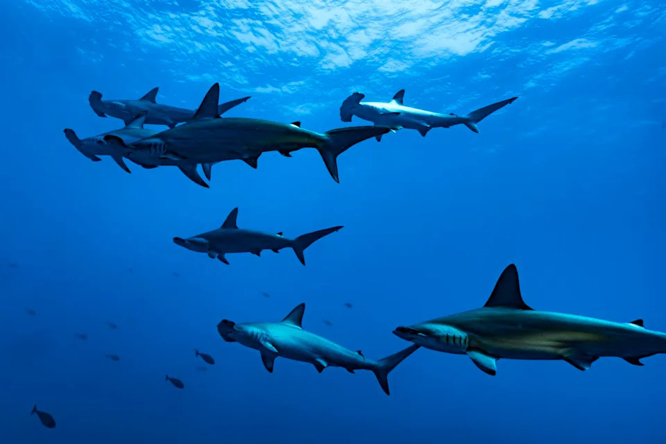 U.N. Strengthens Protections for 40 Migratory Species — From Cheetahs to Great Hammerhead Sharks