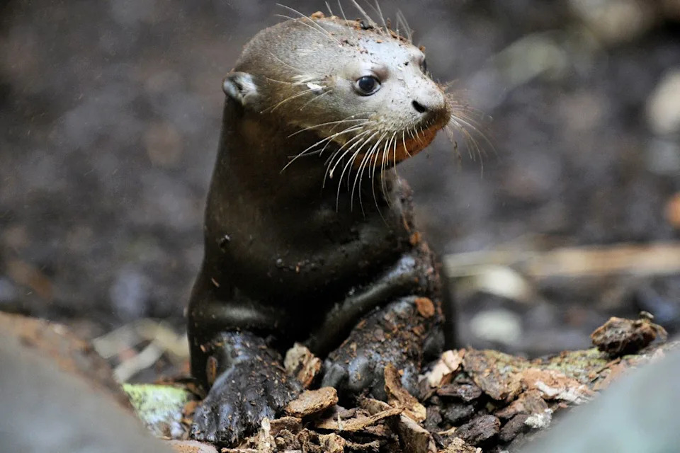 U.N. Strengthens Protections for 40 Migratory Species — From Cheetahs to Great Hammerhead Sharks