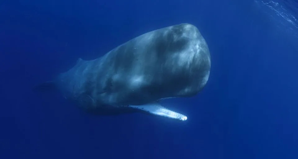 Starije Ženke Kita Sperm Ponašale Se Kao Babice — Dron Snimio Neobičan Porođaj