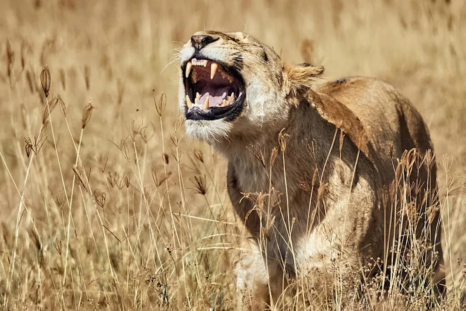 Nauka o pozivima koji dopiru kilometrima: kako kitovi i slonovi ostaju povezani preko okeana i savana