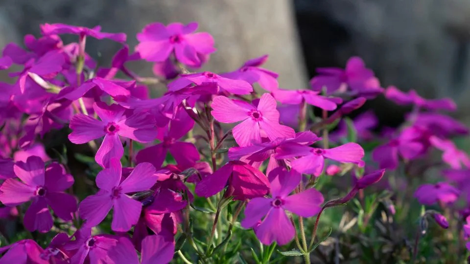 Pun „ružičasti“ mesec obasjao nebo dok je Artemis II poletao ka Mesecu