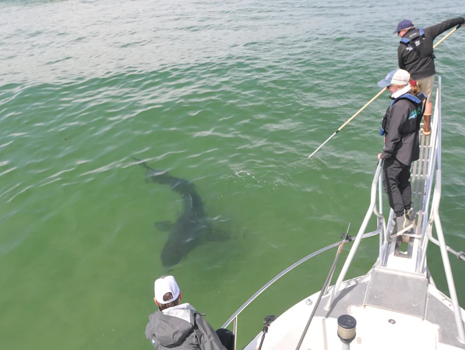 Prognoza za bele ajkule: El Niño i topla voda mogu doneti veći priliv u Južnoj Kaliforniji ovog leta