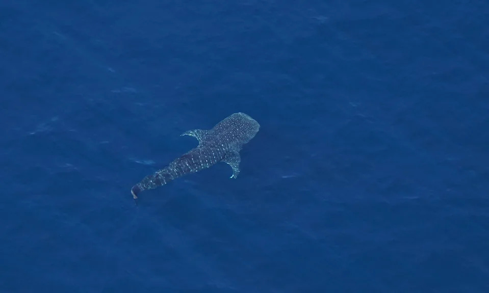 Prognoza za bele ajkule: El Niño i topla voda mogu doneti veći priliv u Južnoj Kaliforniji ovog leta