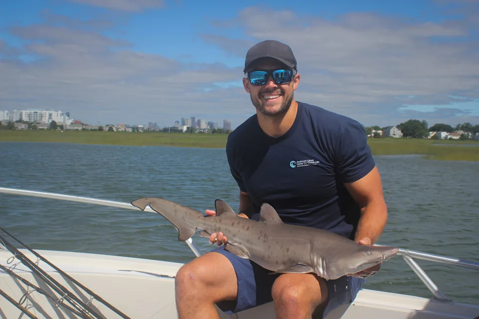 Prognoza za bele ajkule: El Niño i topla voda mogu doneti veći priliv u Južnoj Kaliforniji ovog leta