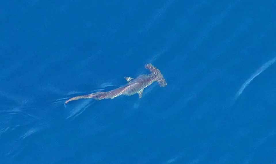 Prognoza za bele ajkule: El Niño i topla voda mogu doneti veći priliv u Južnoj Kaliforniji ovog leta