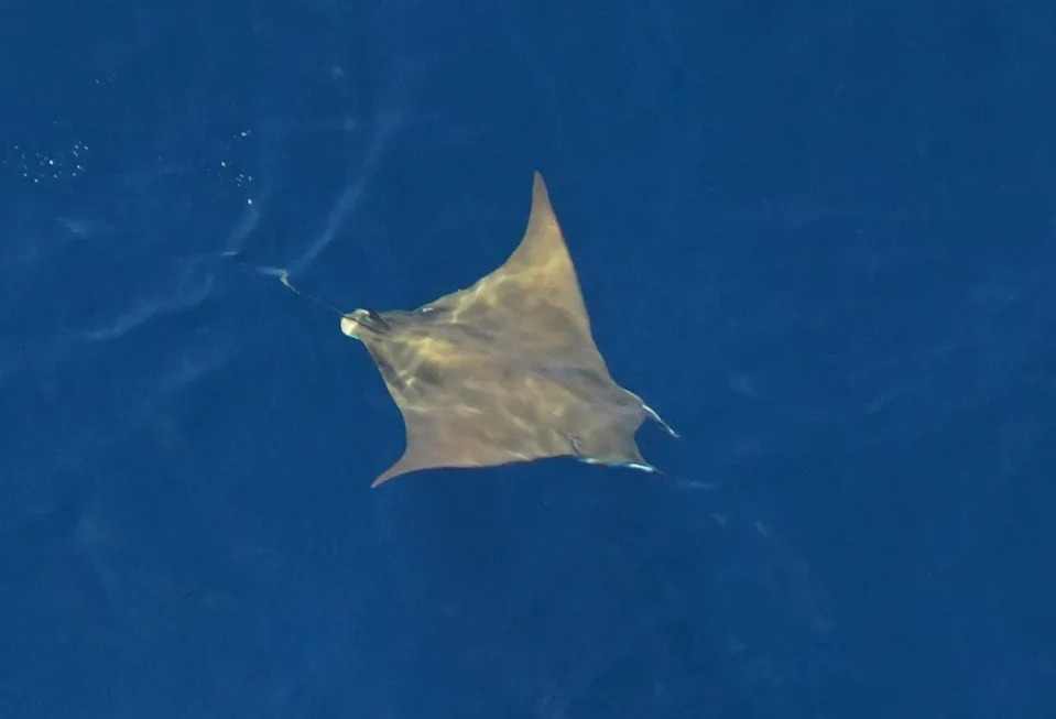 Prognoza za bele ajkule: El Niño i topla voda mogu doneti veći priliv u Južnoj Kaliforniji ovog leta