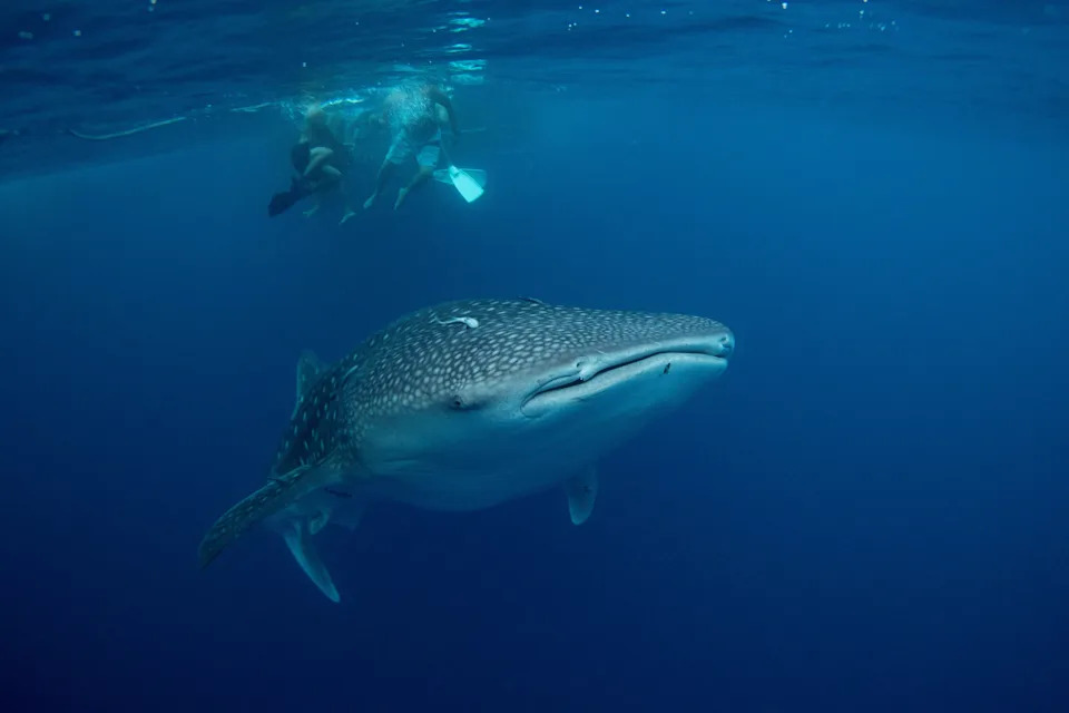 Prognoza za bele ajkule: El Niño i topla voda mogu doneti veći priliv u Južnoj Kaliforniji ovog leta
