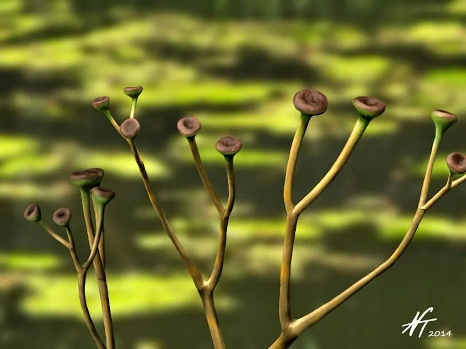 Koja Je Bila Prva Biljka Na Svetu? Kako Su Biljke Osvojile Kopno