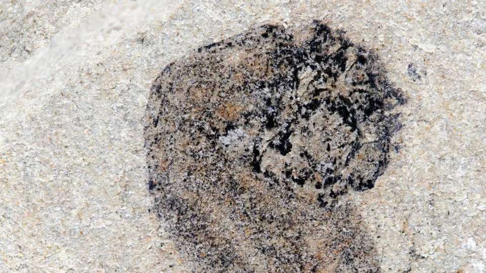 Fosili iz Yunnana pomeraju granice: Kompleksan život postojao je milionima godina pre kambrija