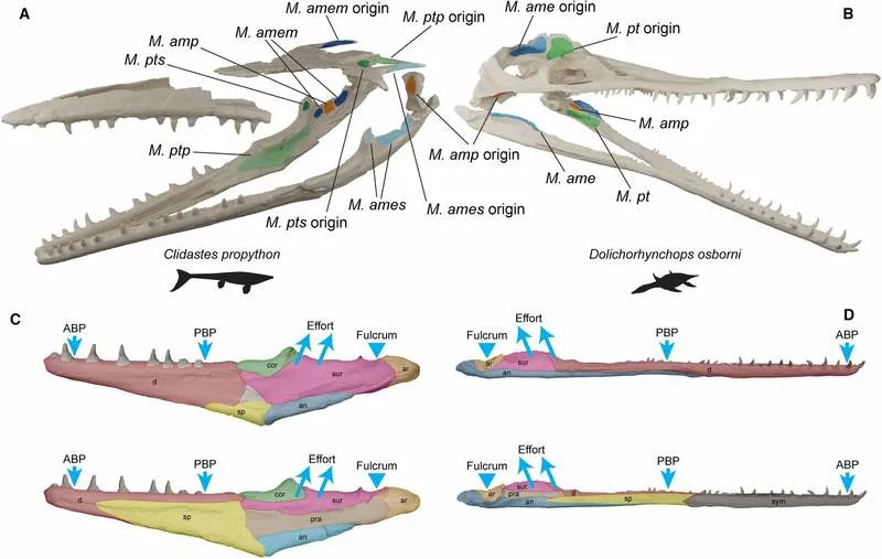 Kako su drevni morski grabljivci delili plen: 3D analiza otkriva različite strategije ujeda