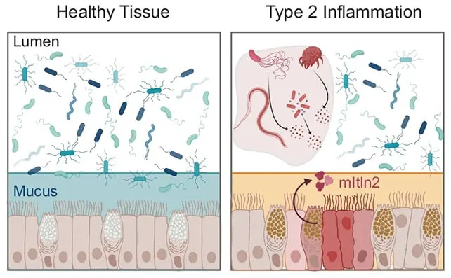 Poseban protein u crevima ima dvostruku moć: jača sluz i neutrališe bakterije