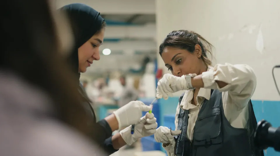 Kako eDNA i riblje pijace otkrivaju ajkule i raže u Bahreinu: Prvi genetski vodič za Arabijski Zaliv