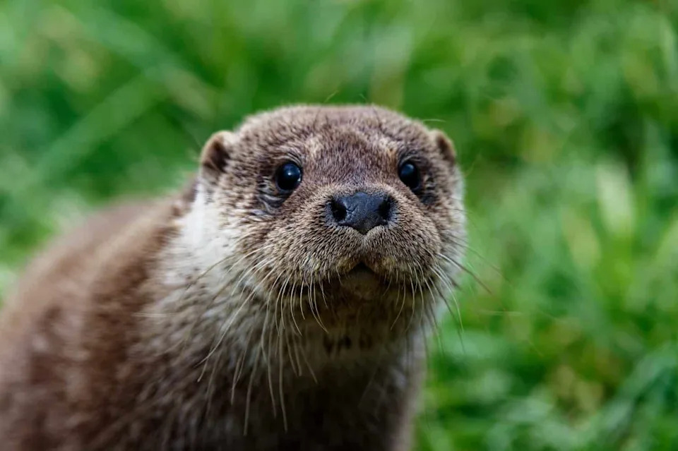 Iza Vidre: Kako Neinvazivno eDNA Sekvenciranje Menja Praćenje Ugroženih Vrsta