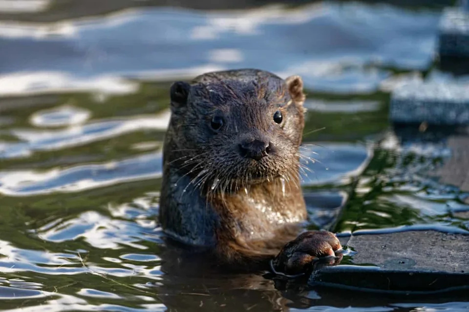 Iza Vidre: Kako Neinvazivno eDNA Sekvenciranje Menja Praćenje Ugroženih Vrsta