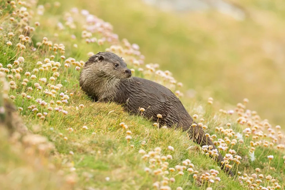 Iza Vidre: Kako Neinvazivno eDNA Sekvenciranje Menja Praćenje Ugroženih Vrsta