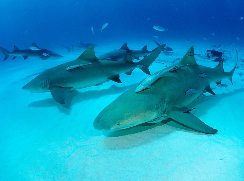Otkriveni kokain, kofein i analgetici u krvi ajkula na Bahamima — nova studija „Drugs in Paradise”