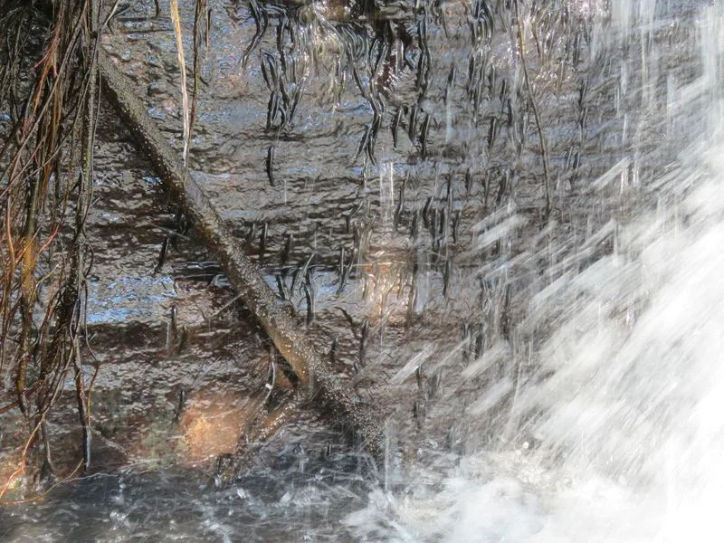 Hiljade riba penju 15‑metarski vodopad u Kongu — iznenađujuće ponašanje vrste Parakneria thysi