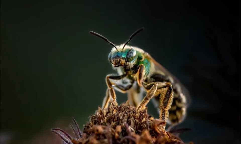 Drevne Pčele Napravile Gnezda U Fosilnim Kostima: Retko Otkriće Iz Pećine Cueva de Mono