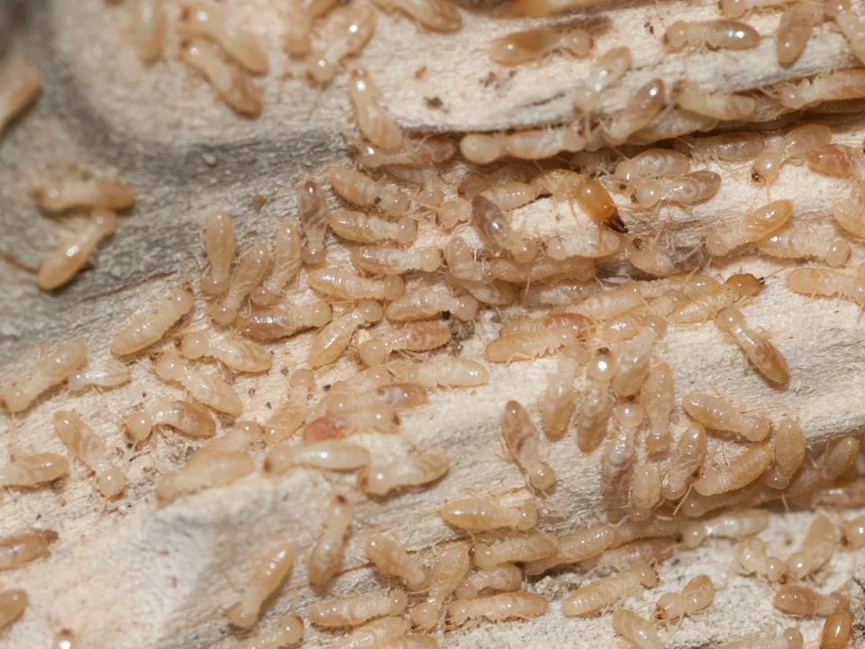 Vremenska Bomba Urične Kiseline: Kako Prekomerna Akumulacija Može Srušiti Termitne Kolonije