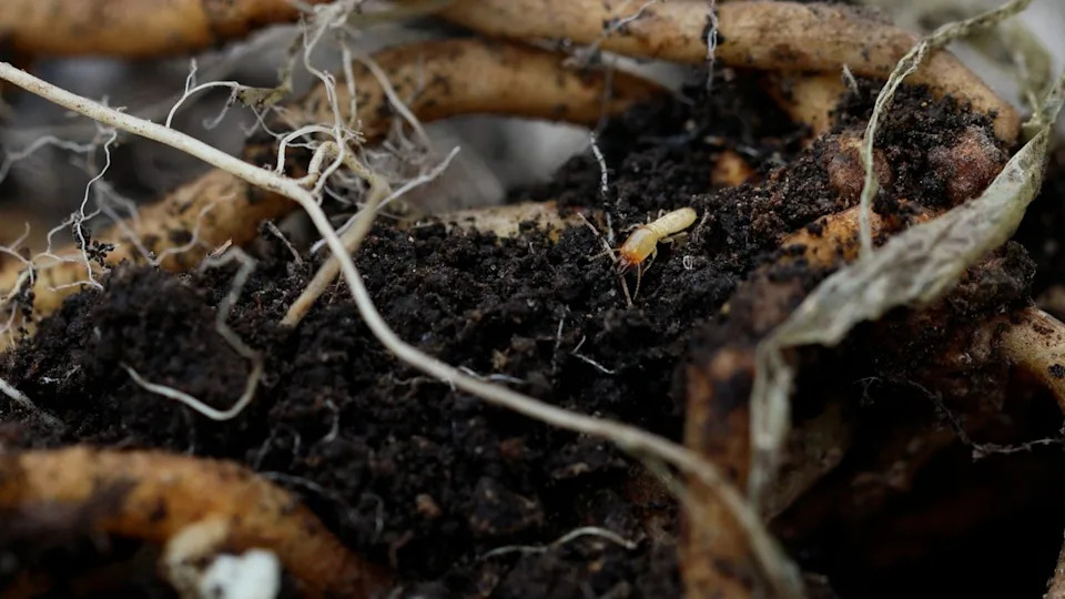 Vremenska Bomba Urične Kiseline: Kako Prekomerna Akumulacija Može Srušiti Termitne Kolonije