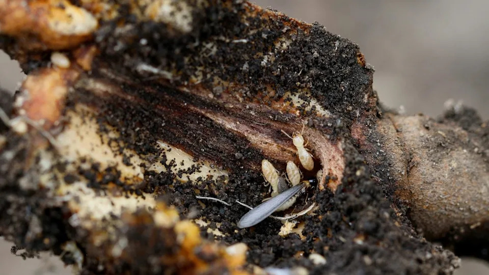 Vremenska Bomba Urične Kiseline: Kako Prekomerna Akumulacija Može Srušiti Termitne Kolonije