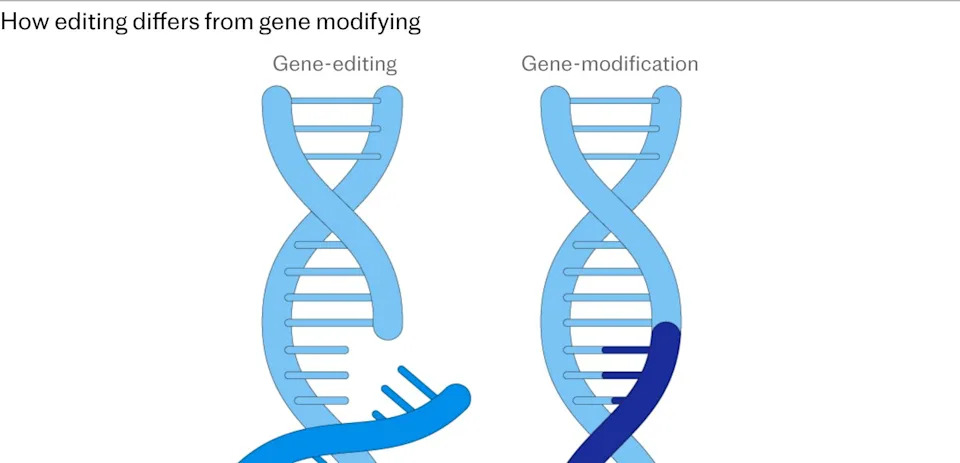 CRISPR „super-pšenica“ smanjuje akrilamid za 90%+, ali EU blokira njenu prodaju