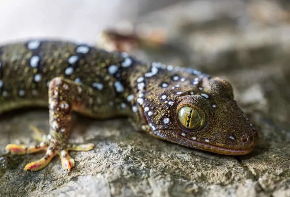 Upoznajte Najnoviju (i Najplavlju) Otrovnicu Kambodže — Tirkizna vipera iz karstova Battambanga
