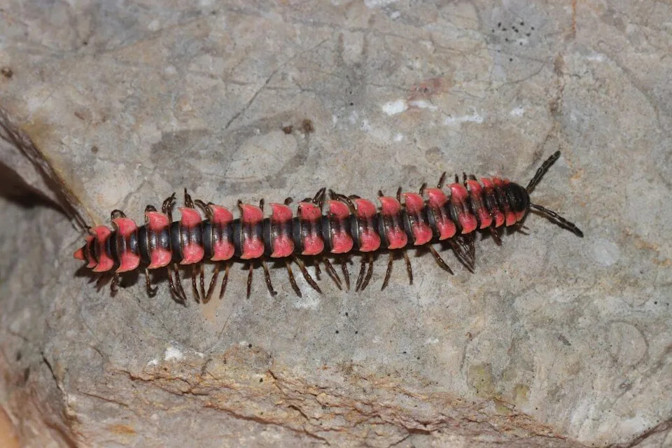 Upoznajte Najnoviju (i Najplavlju) Otrovnicu Kambodže — Tirkizna vipera iz karstova Battambanga