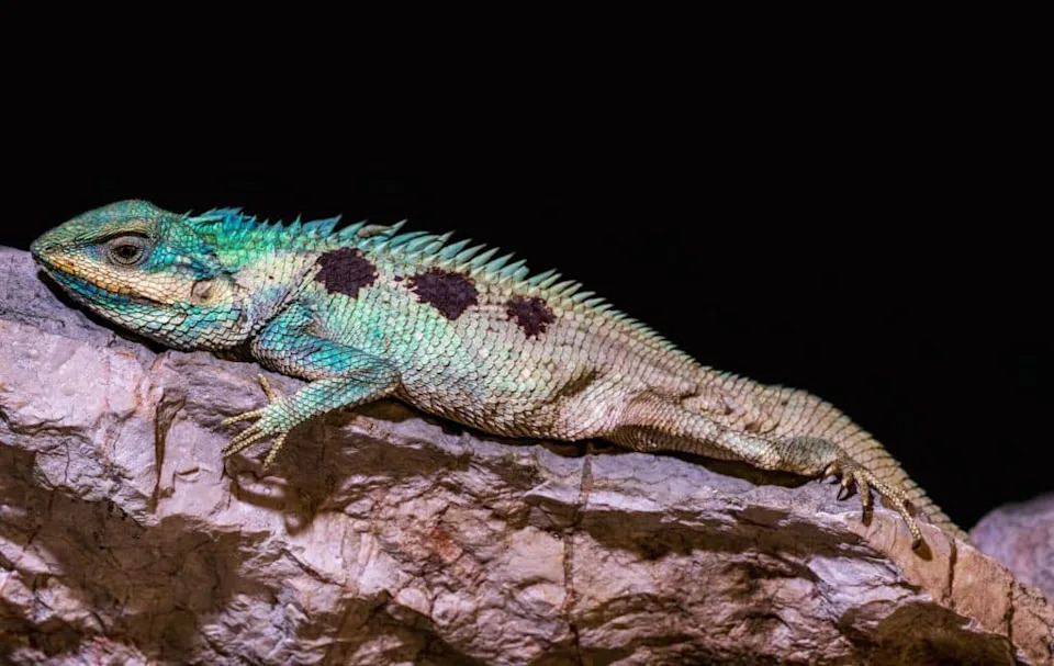 Upoznajte Najnoviju (i Najplavlju) Otrovnicu Kambodže — Tirkizna vipera iz karstova Battambanga