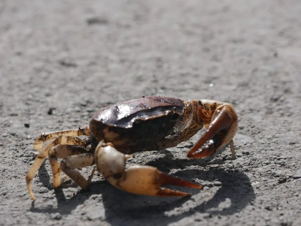 Half-Male, Half-Female Crab Found in India: Rare Gynandromorph Discovered in Silent Valley