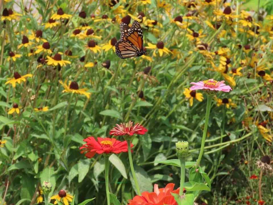 Da Li Trenutno Prolazimo Kroz Šesto Masovno Izumiranje Zemlje — I Šta Možemo Da Uradimo?