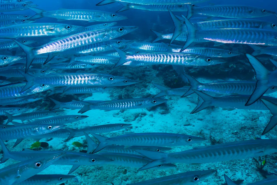 Raja Ampat: Prirodni raj pod pritiskom — sukob zaštite okeana i rudarstva