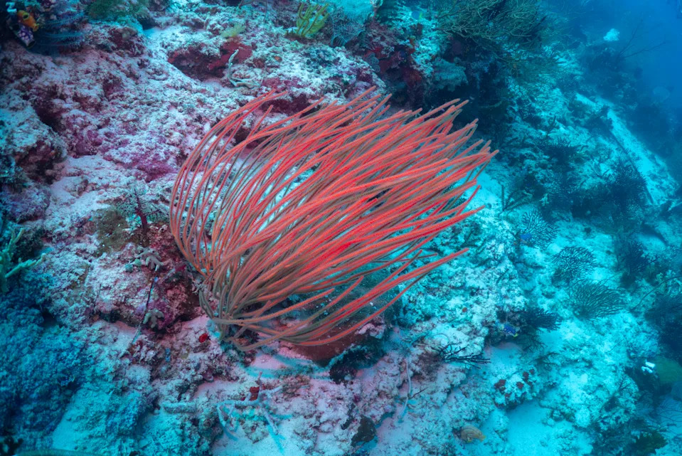 Raja Ampat: Prirodni raj pod pritiskom — sukob zaštite okeana i rudarstva