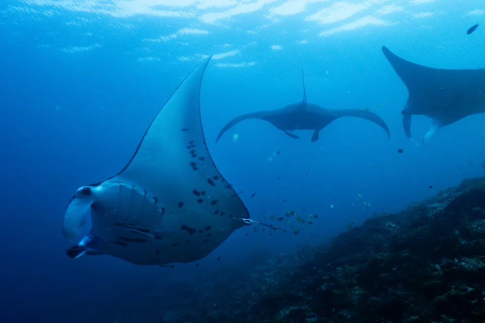 Raja Ampat: Prirodni raj pod pritiskom — sukob zaštite okeana i rudarstva