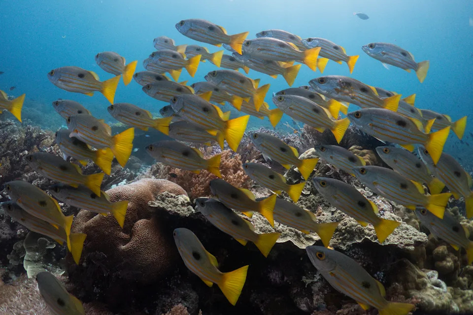 Raja Ampat: Prirodni raj pod pritiskom — sukob zaštite okeana i rudarstva