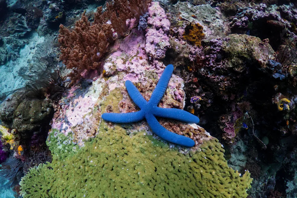 Raja Ampat: Prirodni raj pod pritiskom — sukob zaštite okeana i rudarstva