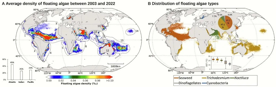NOAA i USF Koriste AI i Satelite da Mapiraju Globalne Cvetove Algi — Pokriveno Skoro 17 Miliona Milja