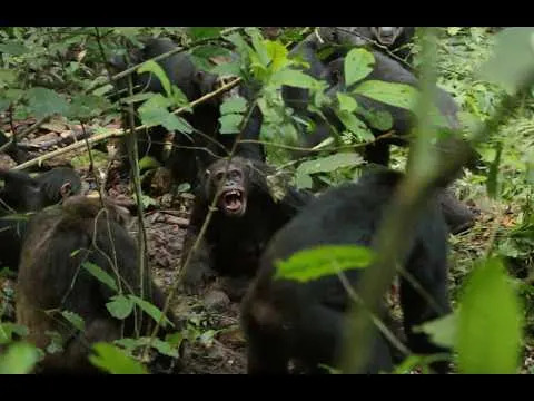 Prvi Jasni Dokazi „Građanskog Rata” Među Šimpanzama U Ngogu, Uganda