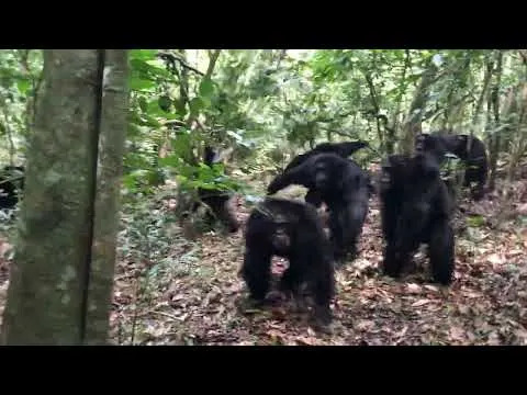 Prvi Jasni Dokazi „Građanskog Rata” Među Šimpanzama U Ngogu, Uganda