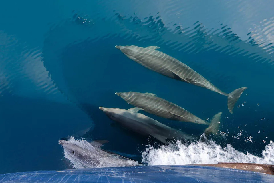Zašto se menjaju delfinski dijalekti? Kako ljudske strukture oblikuju njihove zvuke