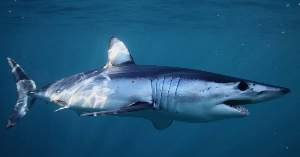 Zakiseljavanje okeana menja zube ajkula — nova studija upozorava na rizik po lov i ekosisteme