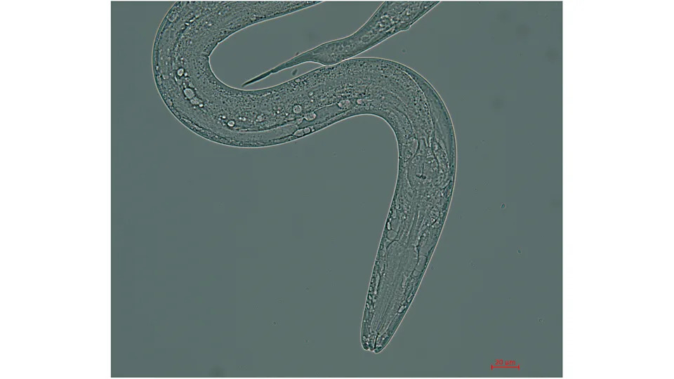 Desetine sitnih crva lete na ISS: niskobudžetni eksperiment meri uticaj mikrogravitacije i zračenja (lansiranje 11. aprila)