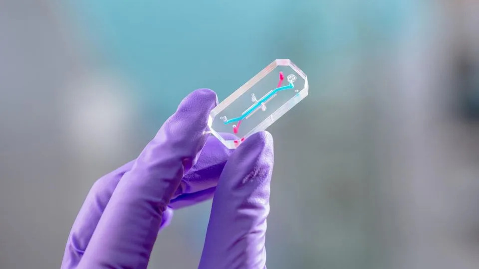 Kako NASA-in 'AVATAR' — četiri organ-čipa — pomažu da se predvide zdravstveni rizici na misijama Artemis II