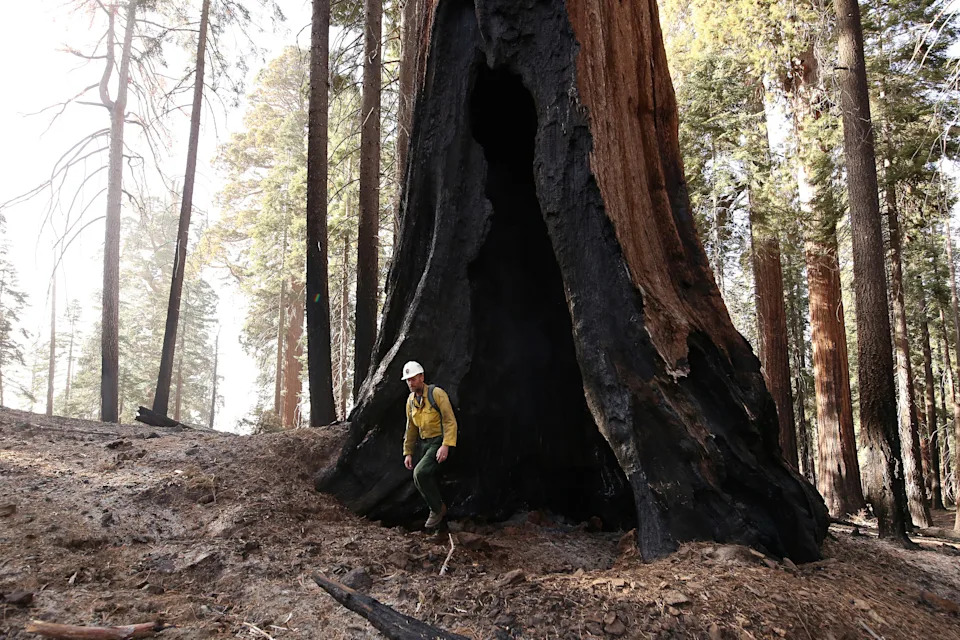 Klimatske promene jure brže od evolucije — naučnici koriste genomiku da spasu ekosisteme