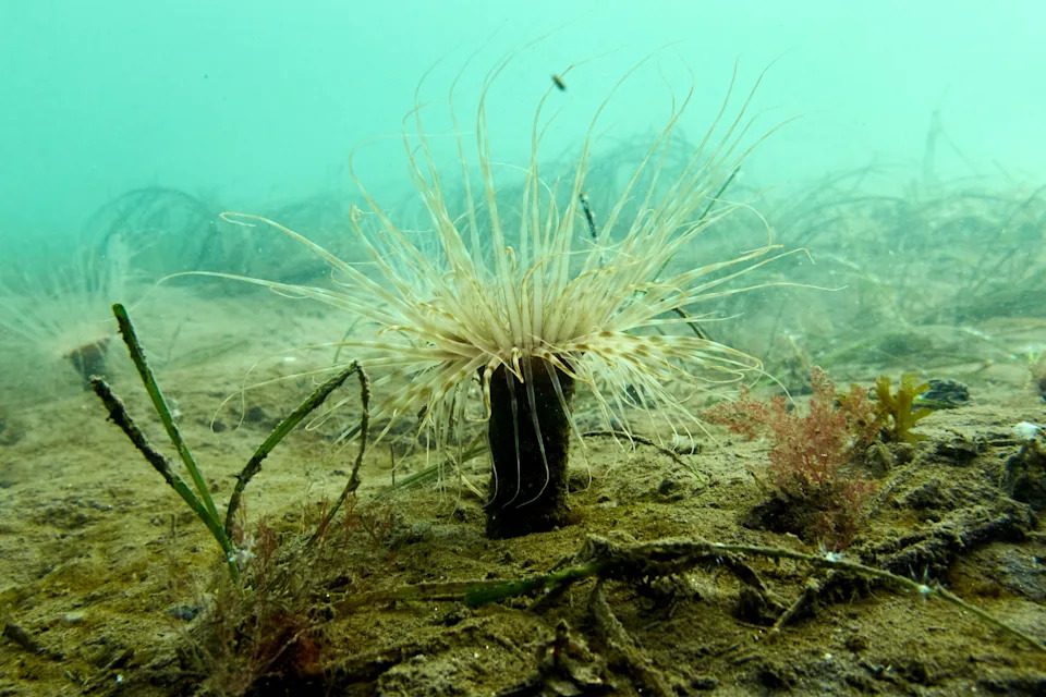Klimatske promene jure brže od evolucije — naučnici koriste genomiku da spasu ekosisteme